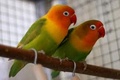 Svařované mřížky na voliéry pro papoušky